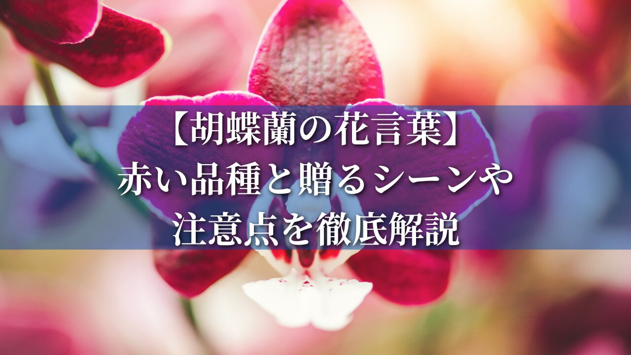 【胡蝶蘭の花言葉】赤い品種と贈るシーンや注意点を徹底解説