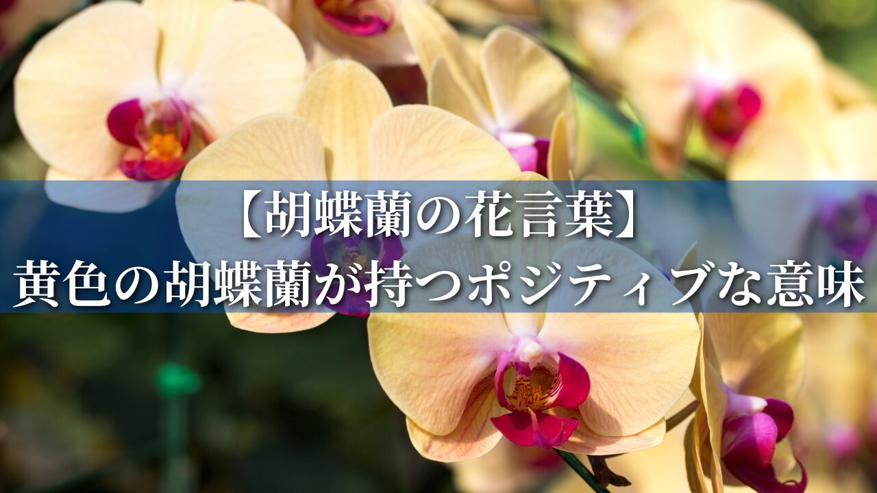 【胡蝶蘭の花言葉】黄色の胡蝶蘭が持つポジティブな意味とは