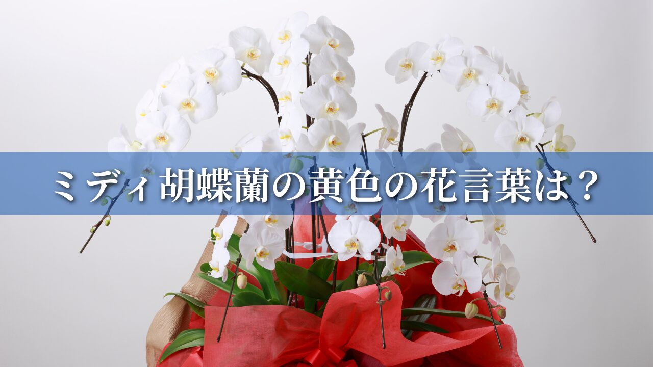 ミディ胡蝶蘭の黄色の花言葉は？