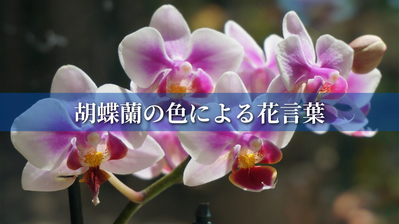 胡蝶蘭の色による花言葉