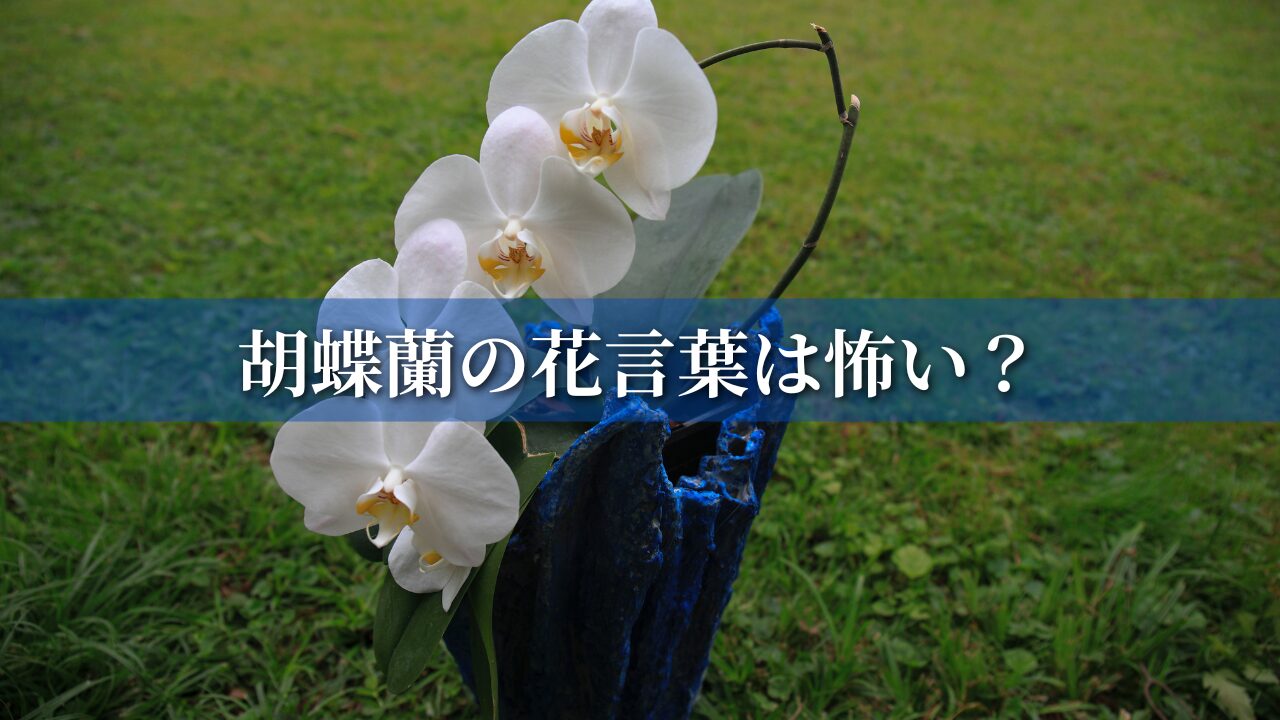 胡蝶蘭の花言葉は怖い