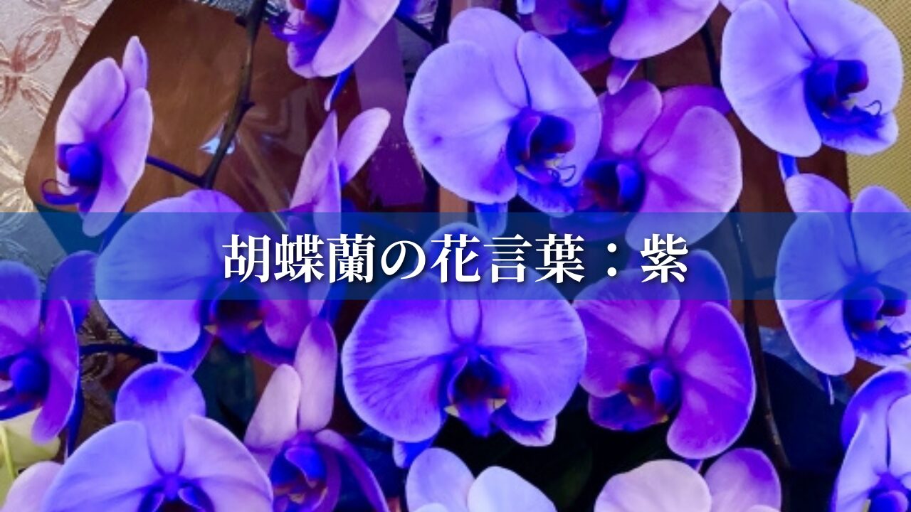 胡蝶蘭の花言葉：紫