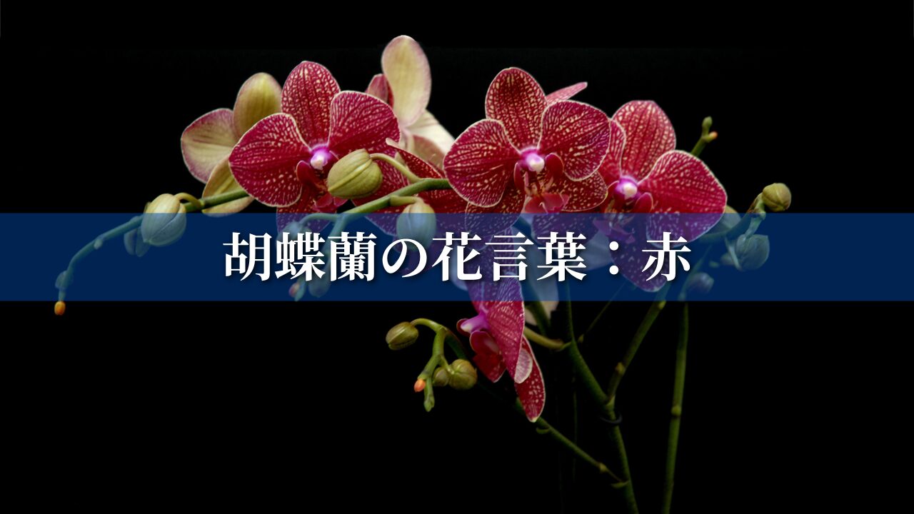 胡蝶蘭の花言葉：赤