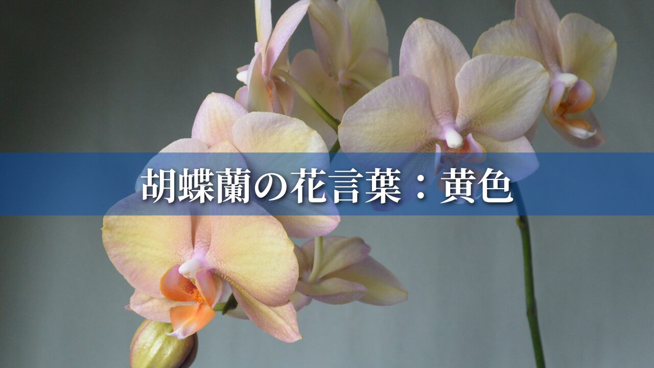 胡蝶蘭の花言葉：黄色