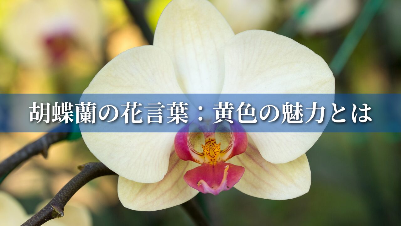 胡蝶蘭の花言葉：黄色の魅力とは002