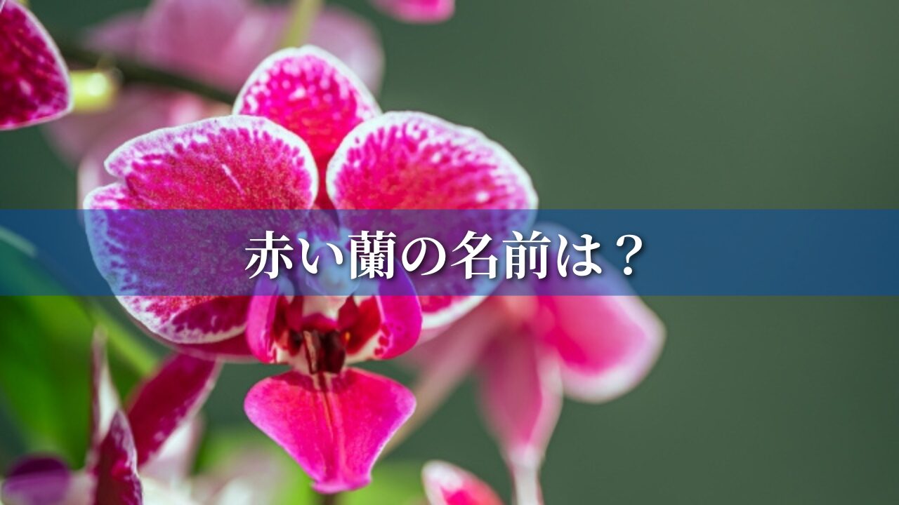 赤い蘭の名前は？