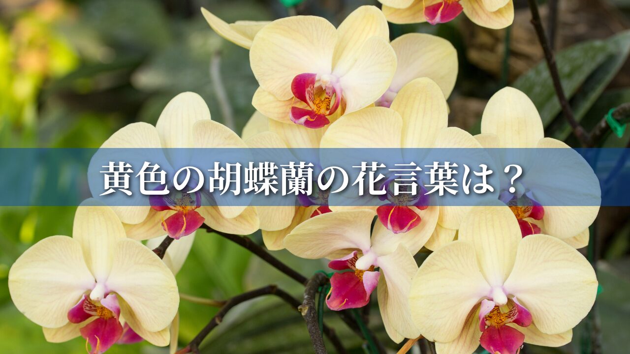 黄色の胡蝶蘭の花言葉は？